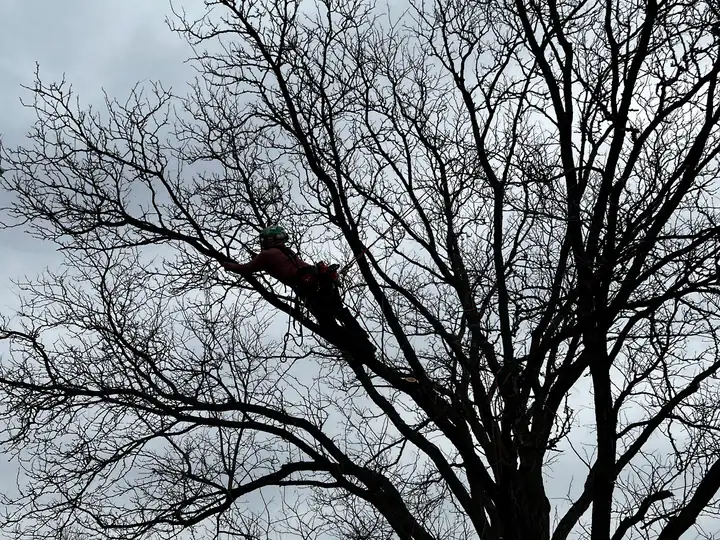 Tree trimming and pruning in Lakewood, CO: arborist pruning a large bare tree in winter