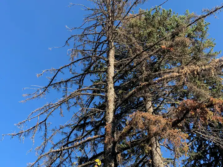 Wildfire mitigation in Lakewood, CO: dead, red-needled pine being removed