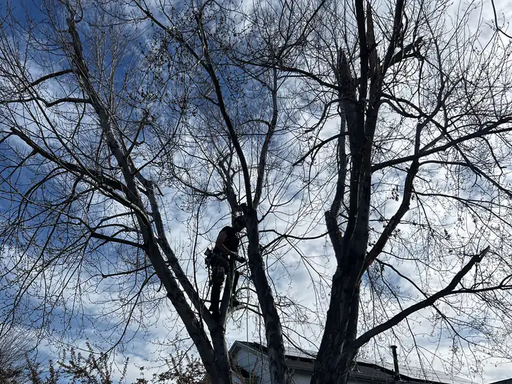 Arborist consultation in Larkspur, CO: arborist pruning a large bare tree against the sky