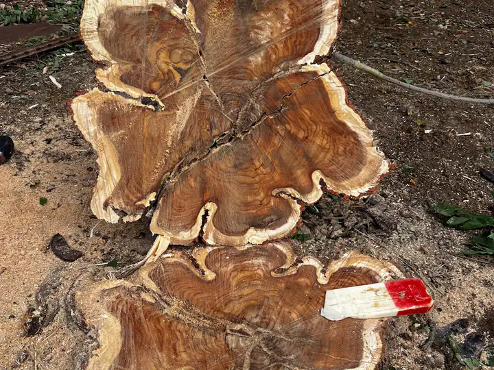 Plant health care in Larkspur, CO: stump cross-section showing internal decay