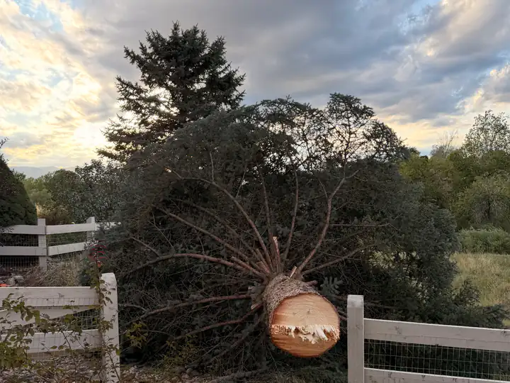 Tree removal in Larkspur, CO: cut pine lying by a fence next to its stump