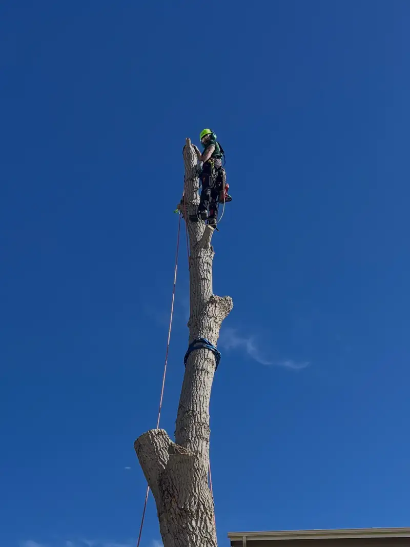 Tree service in Larkspur, CO: arborist at the top of a spar against a deep blue sky