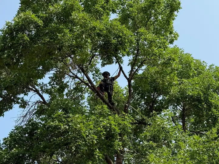 Tree trimming and pruning in Larkspur, CO: arborist thinning the crown of a tall shade tree