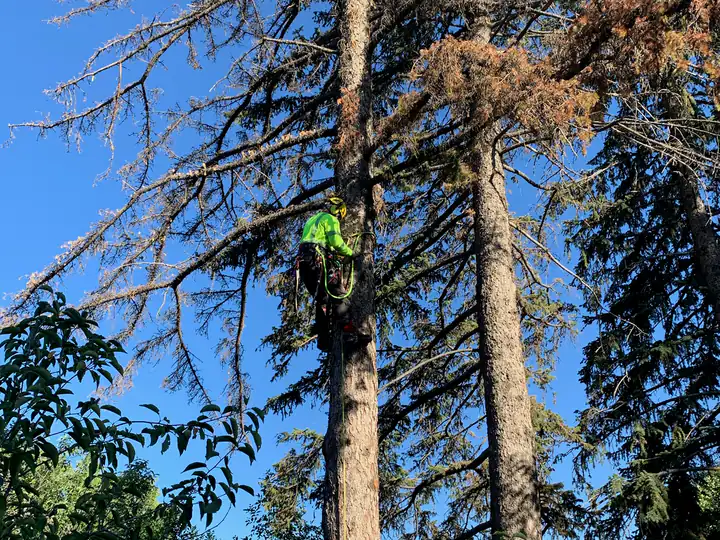 Wildfire mitigation in Larkspur, CO: dead pine with an arborist tied in