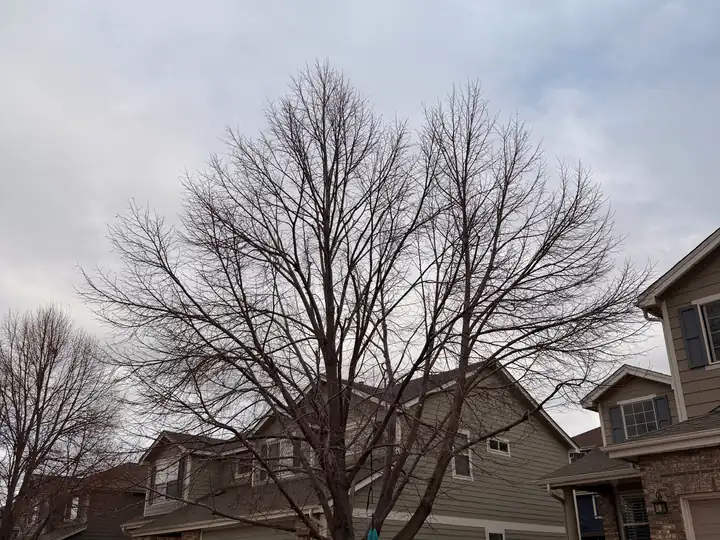 Arborist consultation in Littleton, CO: bare front-yard tree ready for pruning
