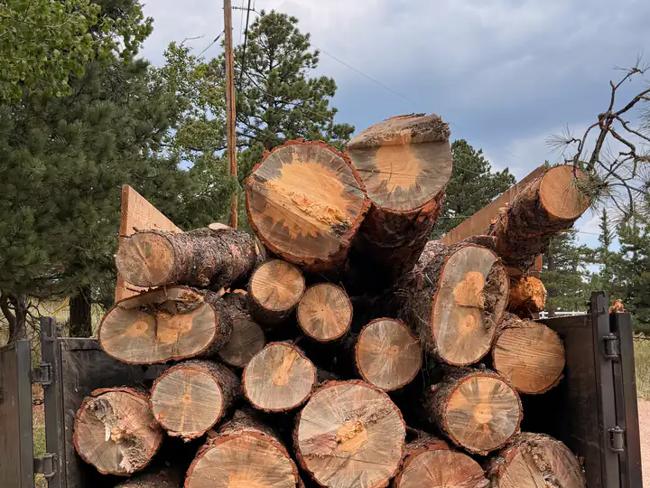Land clearing in Littleton, CO: trailer stacked with beetle-killed pine logs