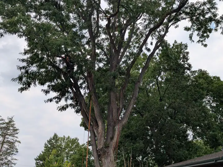 Plant health care in Littleton, CO: large, healthy elm in a front yard