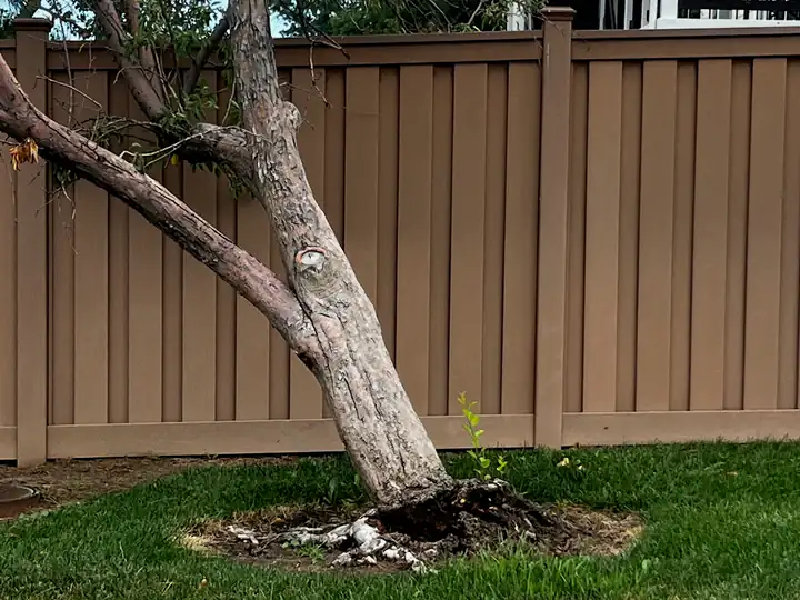 Storm damage cleanup in Littleton, CO: tree leaning onto a fence after a storm