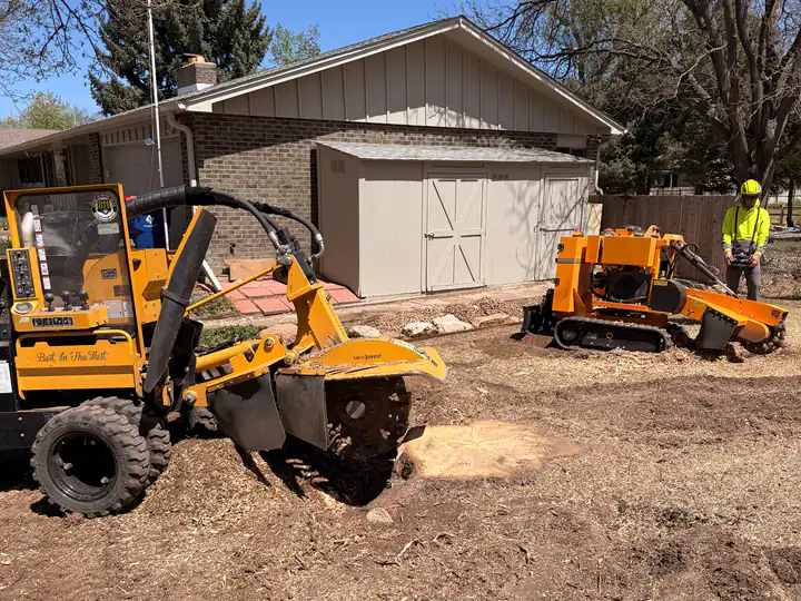 Stump grinding in Littleton, CO: stump grinders working a backyard