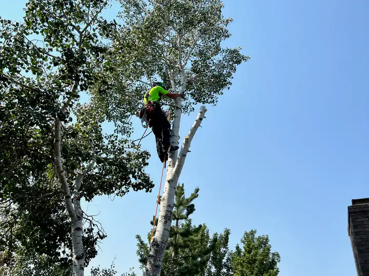 Tree removal in Littleton, CO: climber in a tall aspen beside a home
