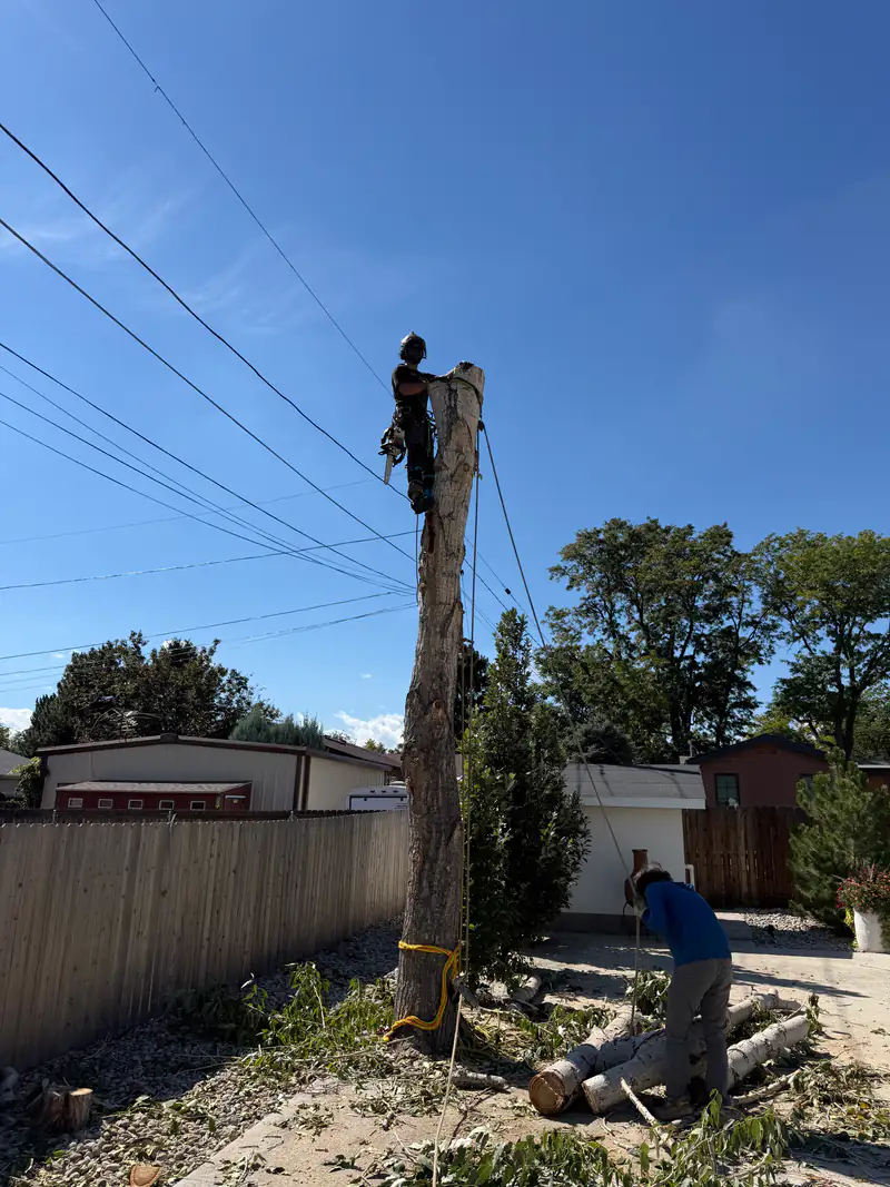 Tree service in Littleton, CO: arborist on a tall spar above a backyard fence