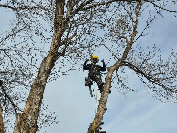 Tree trimming and pruning in Littleton, CO: climber pruning a bare tree