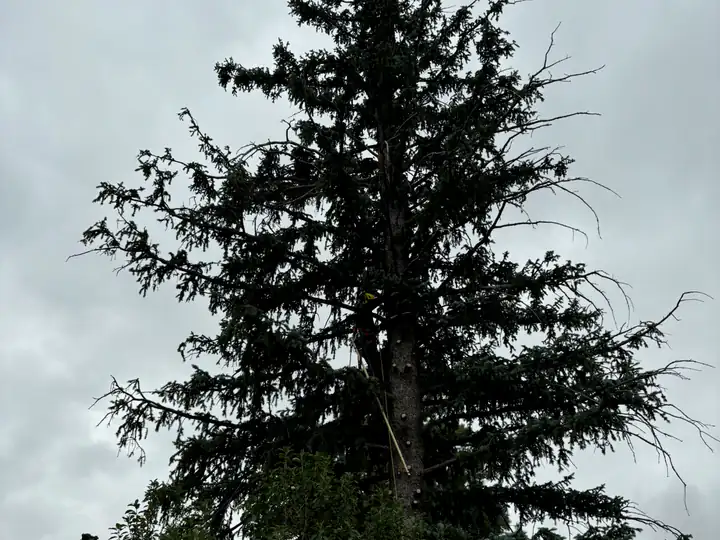 Wildfire mitigation in Littleton, CO: dense evergreens crowding a home