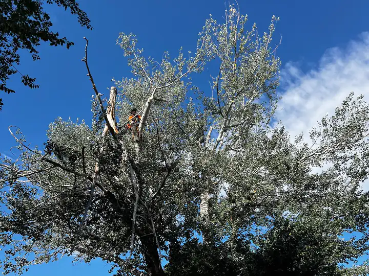 Storm damage cleanup in Lone Tree, CO: storm-damaged tree with split branches