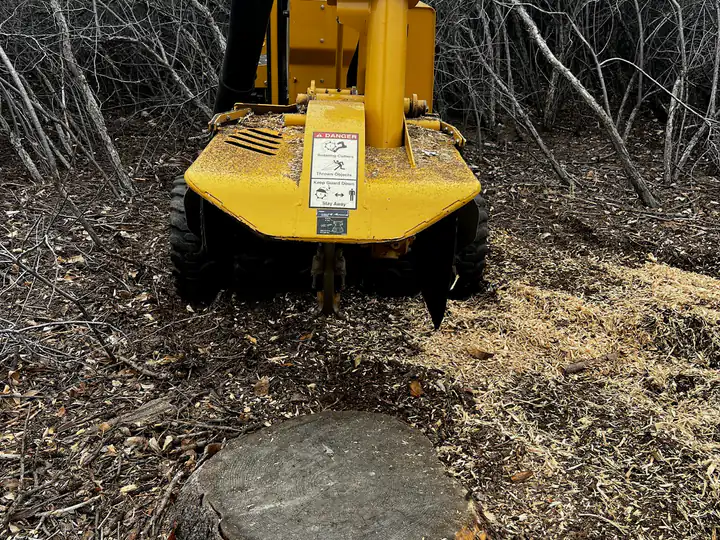 Stump grinding in Lone Tree, CO: stump grinder lined up on a stump