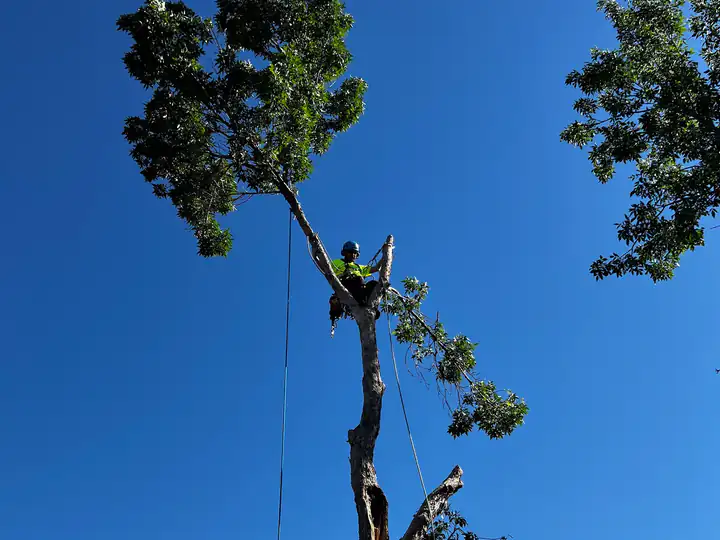 Tree removal in Lone Tree, CO: pine top being lowered on a rope beside a house