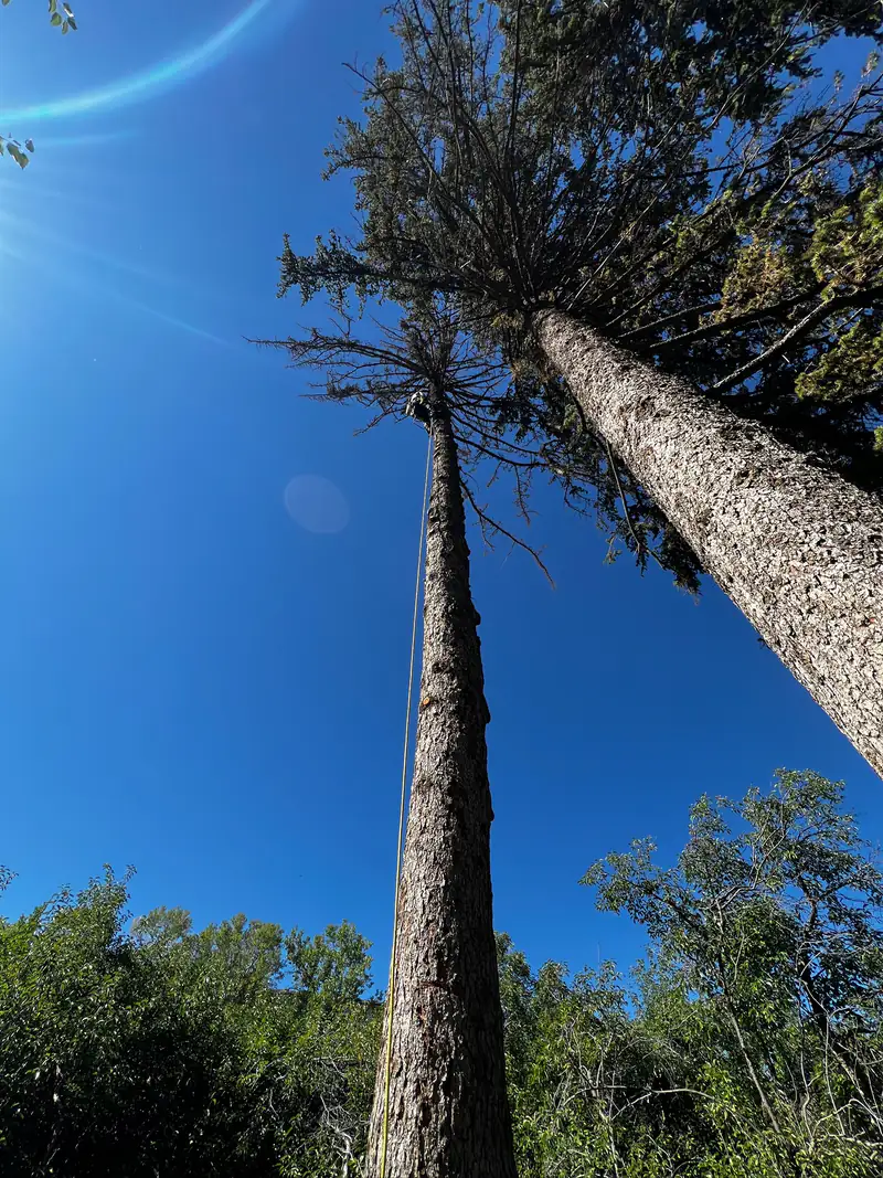 Tree service in Lone Tree, CO: climbing arborist tied in near the top of a tall pine