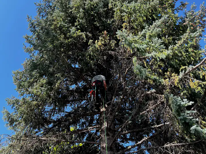 Wildfire mitigation in Lone Tree, CO: arborist removing a tall blue spruce