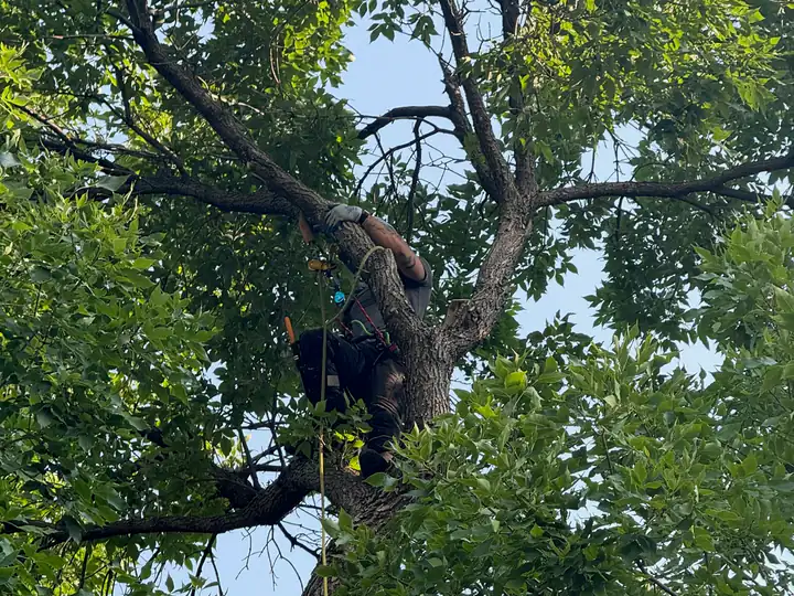 Arborist consultation in Morrison, CO: arborist pruning a large shade tree from inside the crown