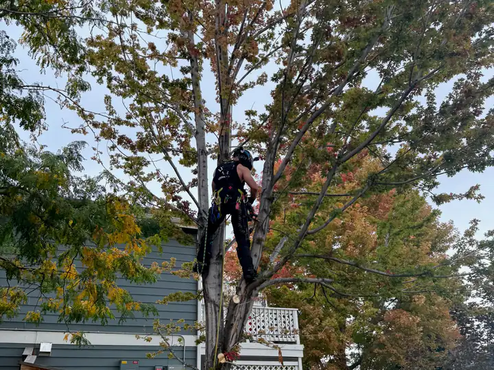 Plant health care in Morrison, CO: arborist pruning a tree in fall color near a house