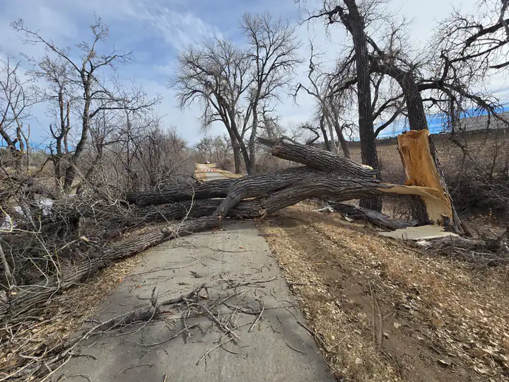 Storm damage cleanup in Morrison, CO: downed trees across a road