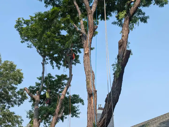 Tree removal in Morrison, CO: tall trees beside a house