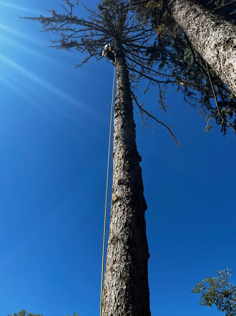 Tree service in Morrison, CO: climbing arborist tied in near the top of a tall pine