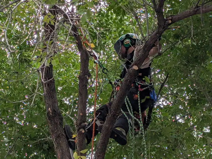 Tree trimming and pruning in Morrison, CO: arborist pruning inside a leafy canopy