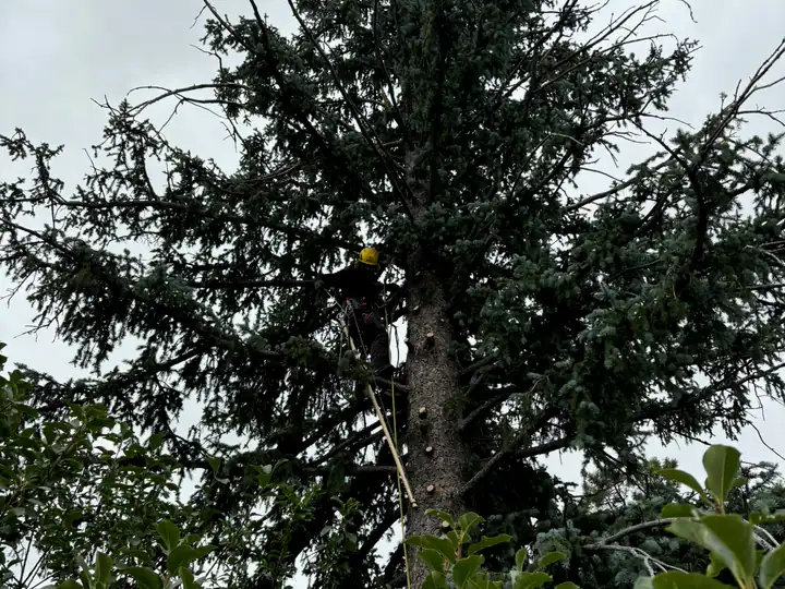 Wildfire mitigation in Morrison, CO: tall fir trees close to a house