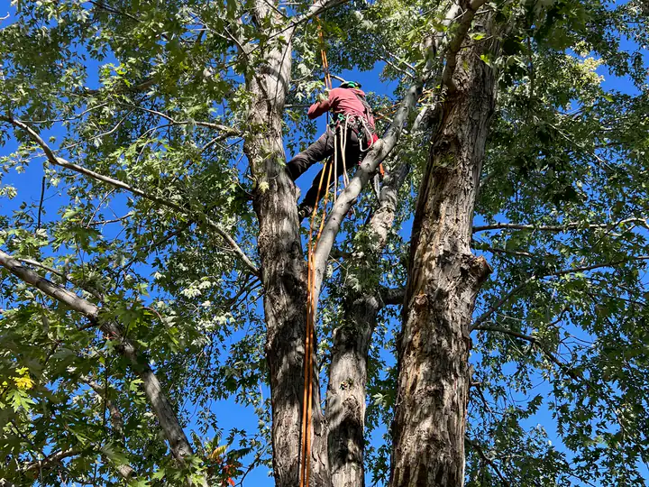 Arborist consultation in Parker, CO: arborist pruning a tree from a rope