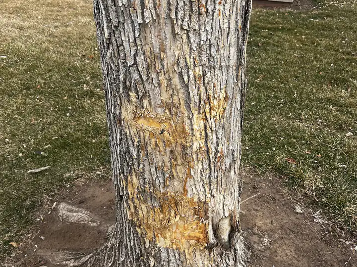 Plant health care in Parker, CO: damaged bark at the base of a tree