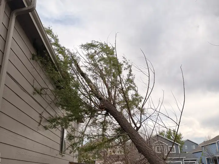 Storm damage cleanup in Parker, CO: tree leaning against a house after a storm