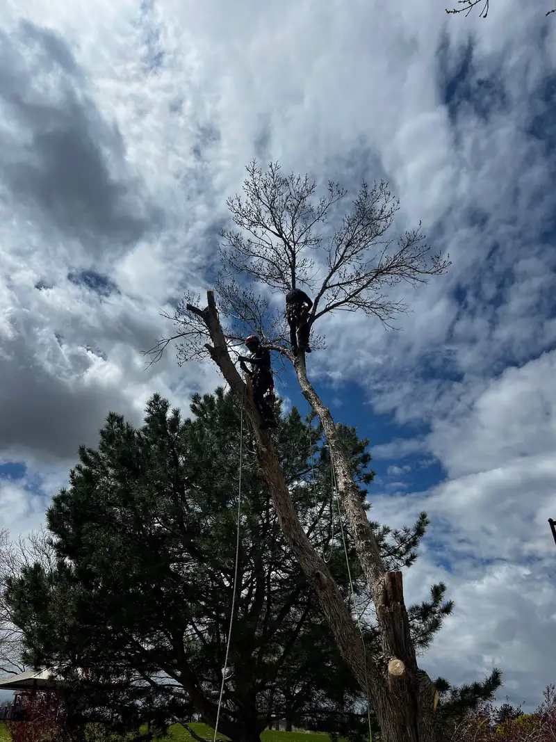 Tree service in Parker, CO: climber working in a pine top under a cloudy sky
