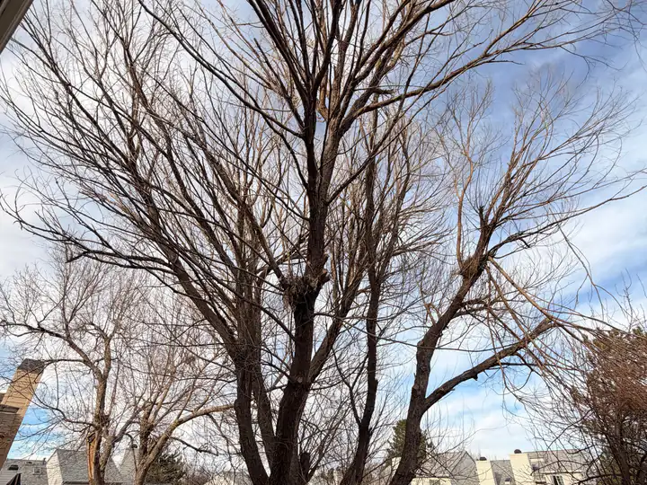 Tree trimming and pruning in Parker, CO: bare tree over a fence ready for pruning