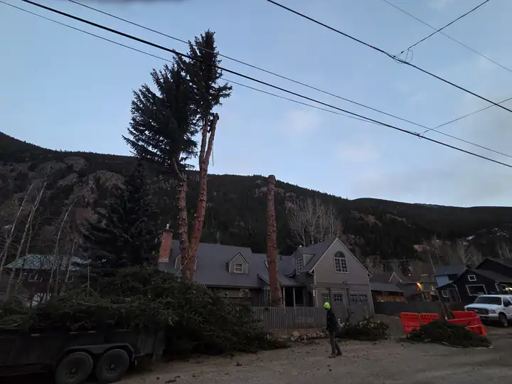 Wildfire mitigation in Parker, CO: pine forest along a foothills road