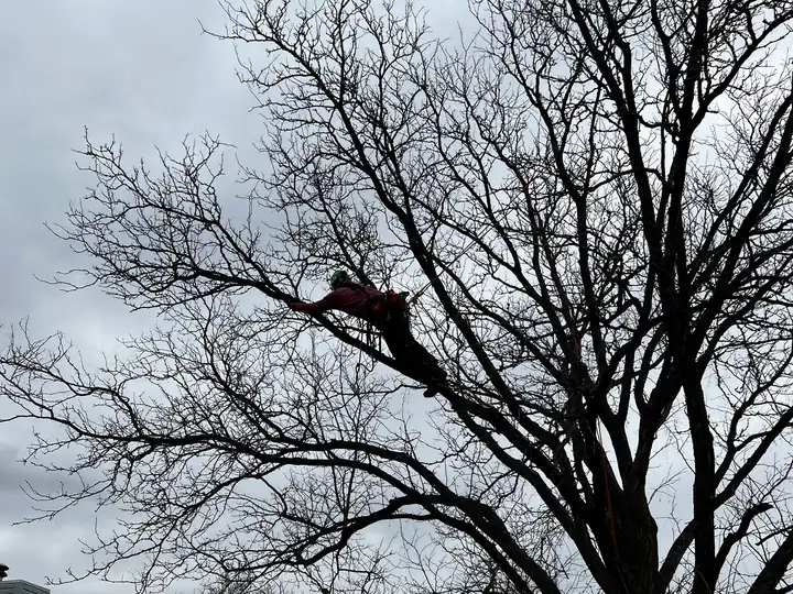 Arborist consultation in Perry Park, CO: arborist pruning a large bare tree in winter