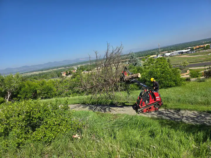Land clearing in Perry Park, CO: compact track loader hauling cut brush across a hillside