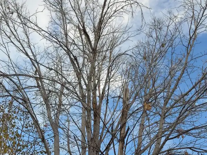 Plant health care in Perry Park, CO: bare tree against a cloudy sky