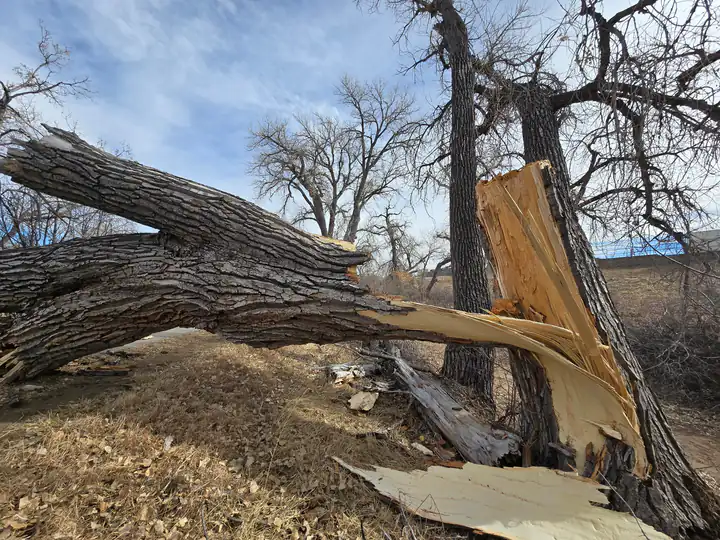 Storm damage cleanup in Perry Park, CO: split trunk after a windstorm