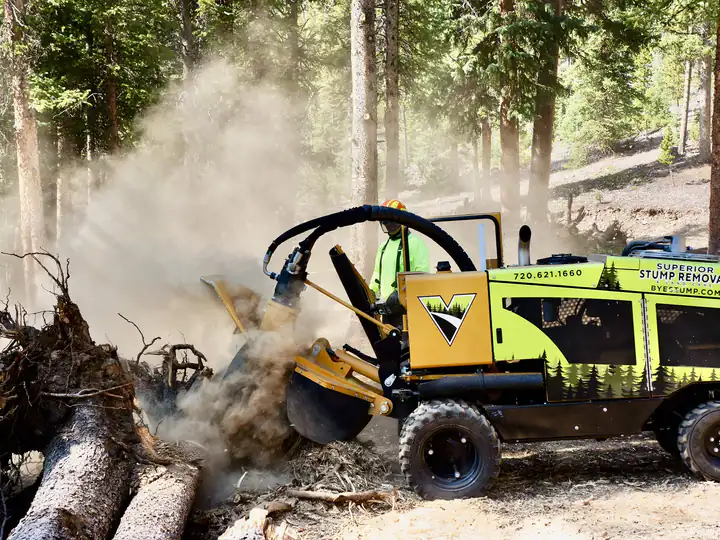Stump grinding in Perry Park, CO: stump grinder chewing through a root ball, sawdust flying