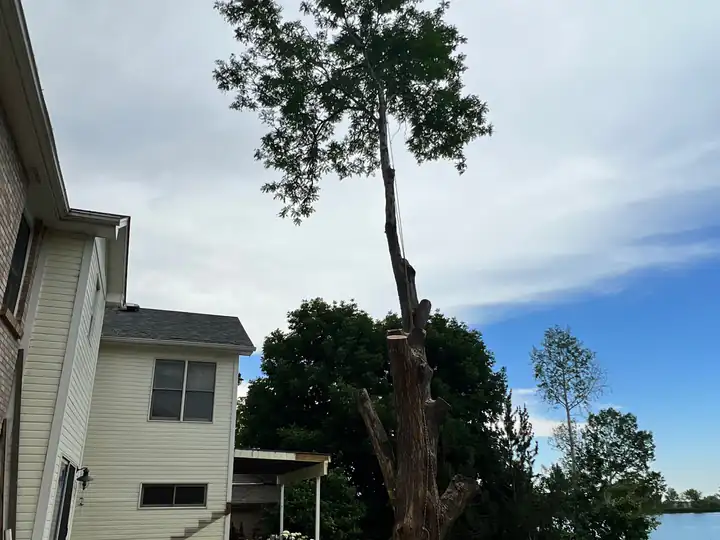 Tree removal in Perry Park, CO: tall stripped tree beside a two-story house