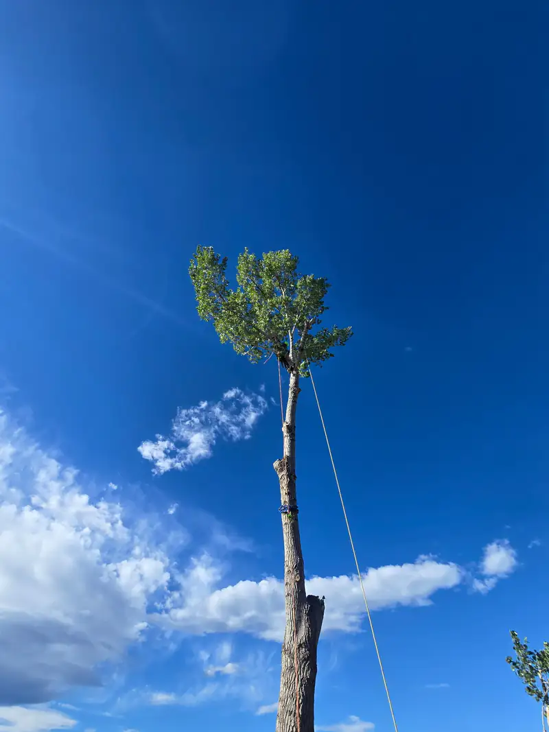 Tree service in Perry Park, CO: arborist at the top of a spar against blue sky
