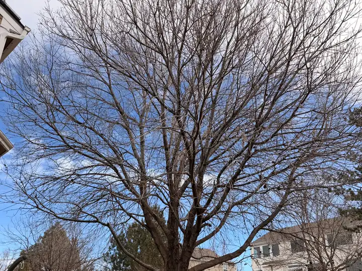 Tree trimming and pruning in Perry Park, CO: bare backyard tree ready for dormant-season pruning