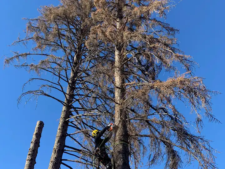 Wildfire mitigation in Perry Park, CO: arborist removing a dead pine