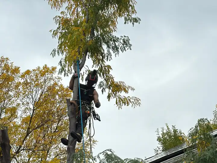Arborist consultation in Roxborough Park, CO: arborist in a tree in fall color