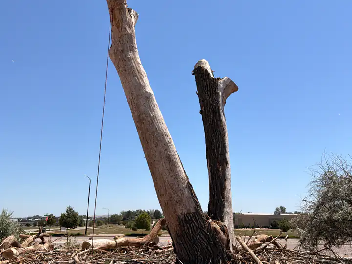 Land clearing in Roxborough Park, CO: cut stumps in a cleared field