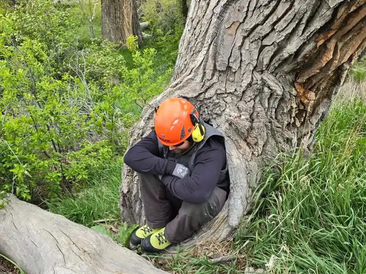 Plant health care in Roxborough Park, CO: Connor inside a hollow tree trunk