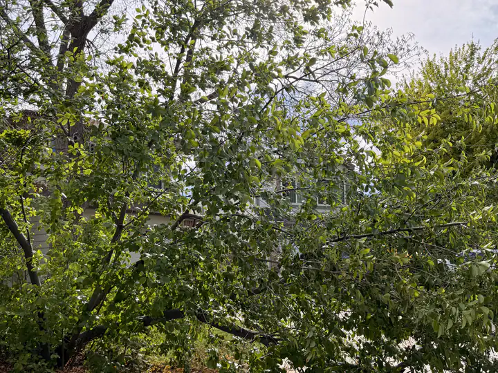 Storm damage cleanup in Roxborough Park, CO: tree down across a patio after a storm