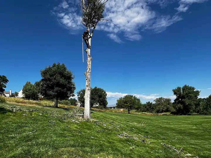 Tree removal in Roxborough Park, CO: treetop cut and lowered in a park