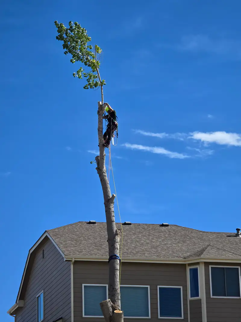 Tree service in Roxborough Park, CO: arborist on a spar above a two-story house